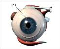 آناتومی چشم ویژه پایه سوم (مورخ 94/11/21)